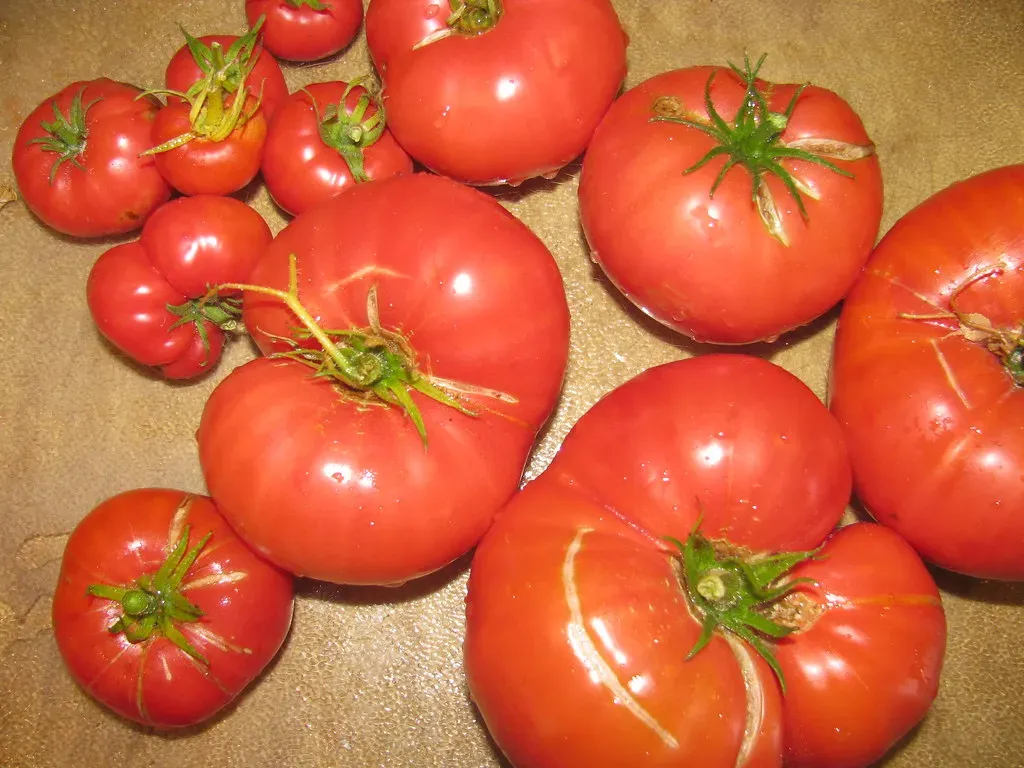 The Uniform Ripening Mutation That Killed Flavor (Image Credits: Flickr)