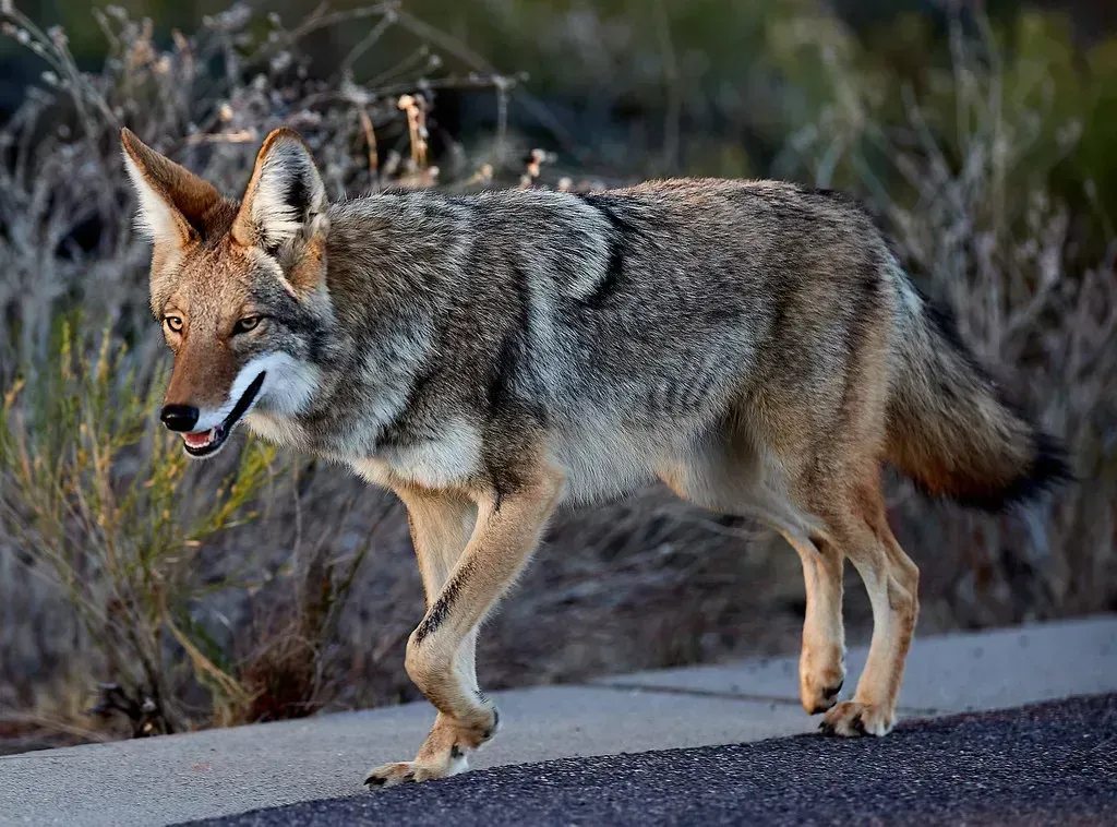 Why These Predators Are Choosing Pavement Over Wilderness (Image Credits: Flickr)