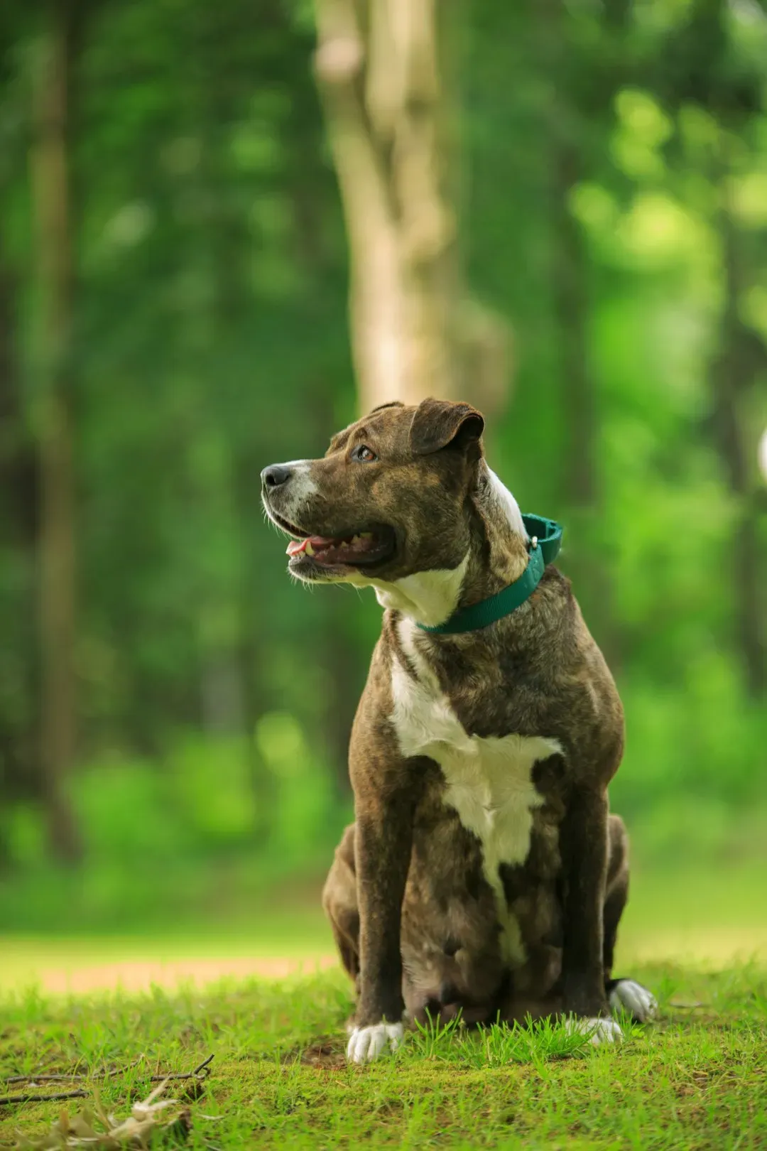 Pit Bull Terriers (Image Credits: Unsplash)