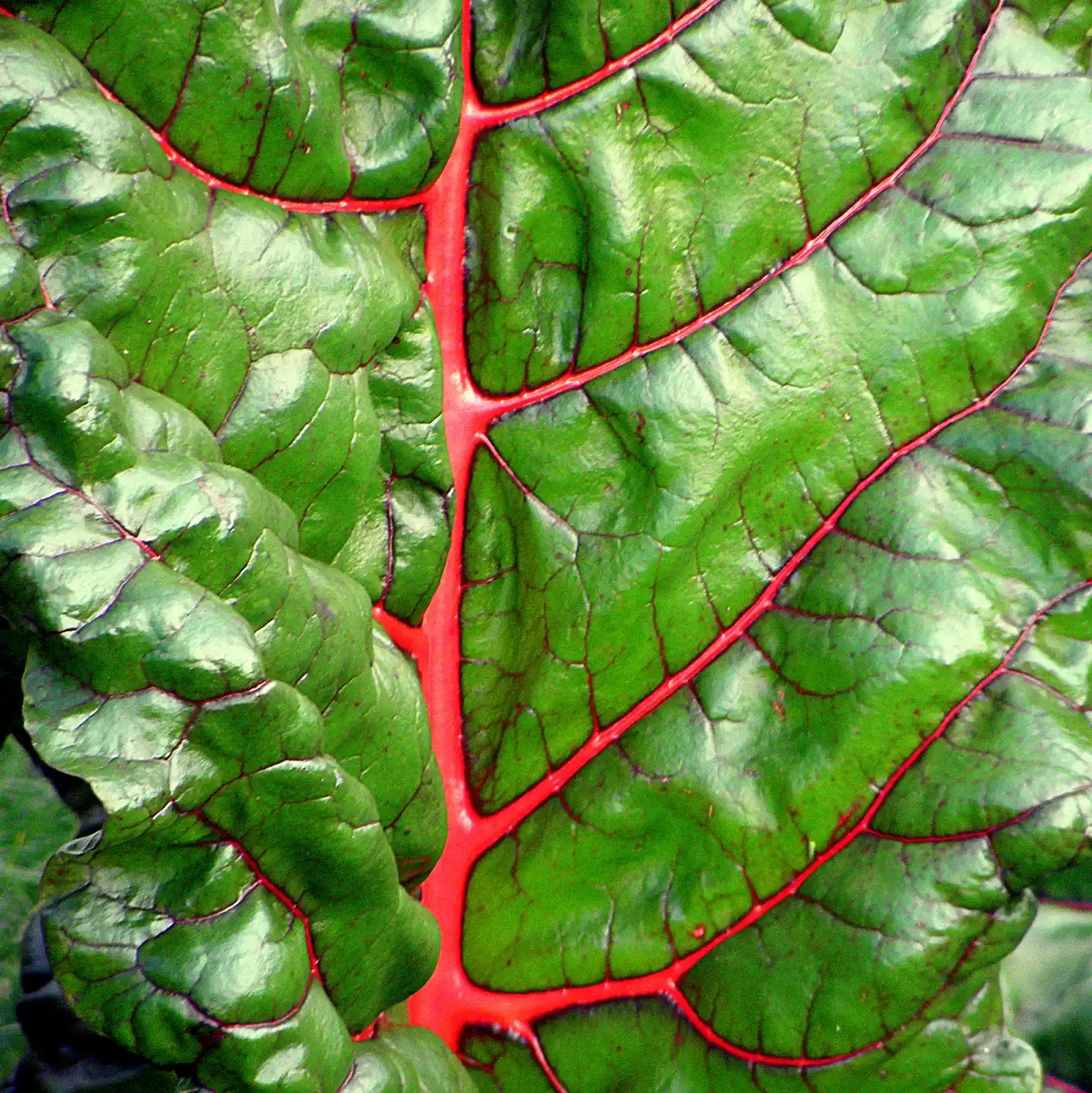 Rhubarb Leaves: The Garden's Hidden Hazard (Image Credits: Wikimedia)