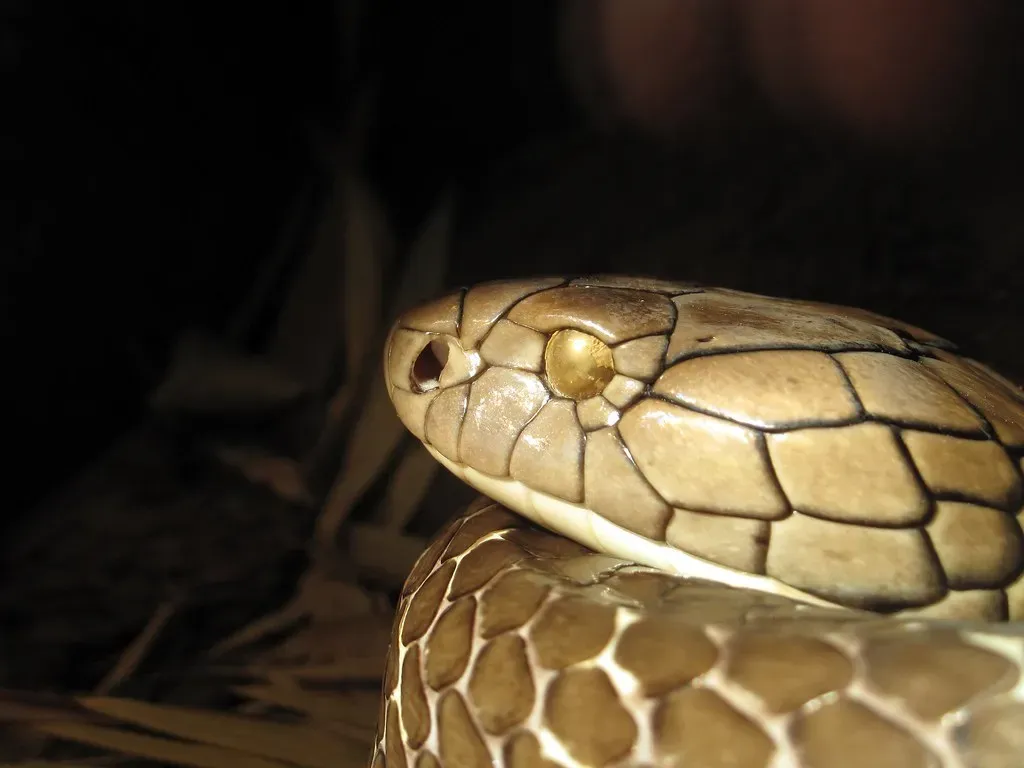 Better Eyesight Than Most Snakes (Image Credits: Flickr)