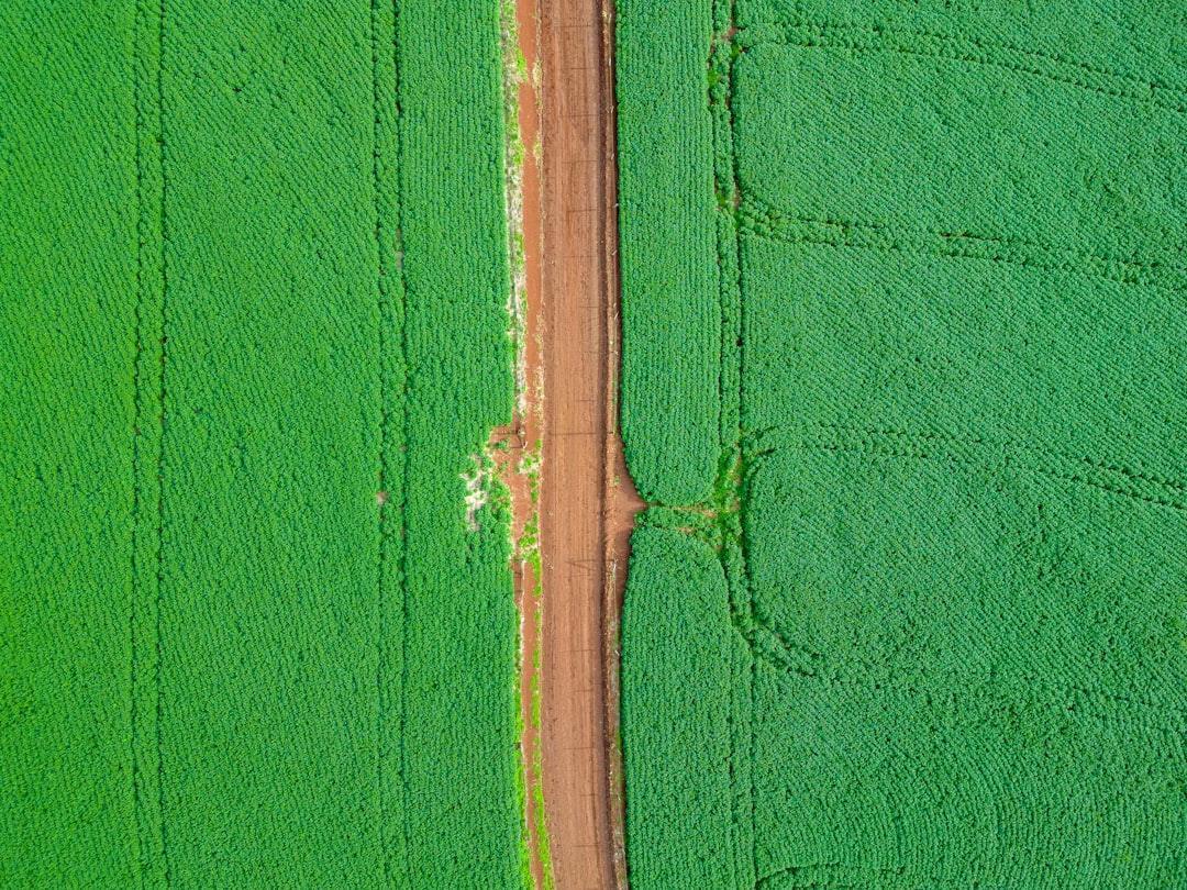 Brazil Emerges as the Global Soybean Powerhouse (Image Credits: Unsplash)