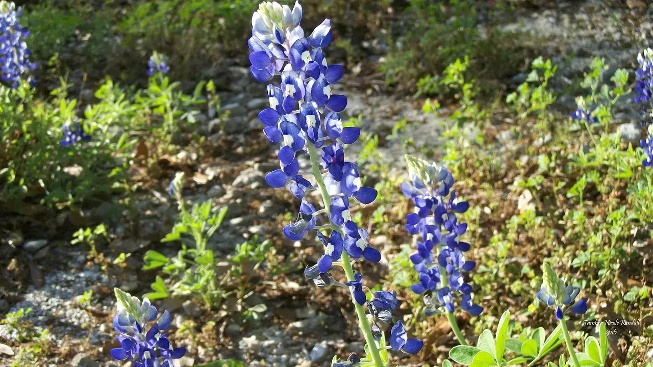 The Texas Bluebonnet Myth Reveals What's Actually Illegal About Roadside Flowers (Image Credits: Pixabay)