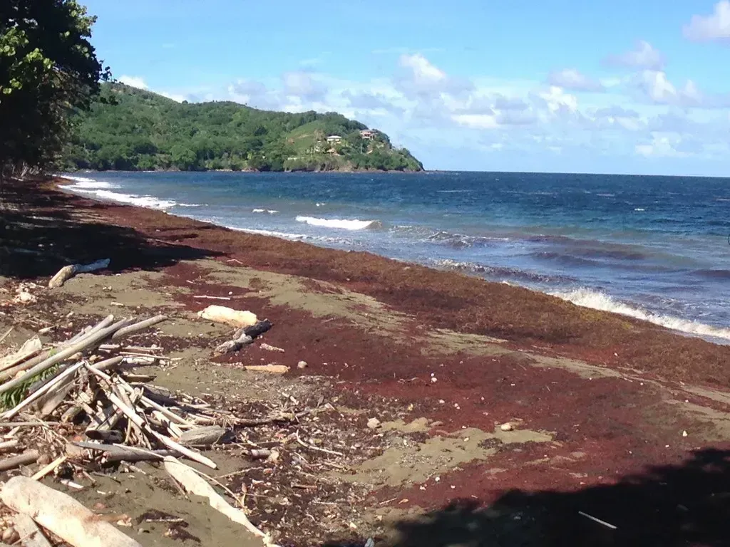 The Seaweed Crisis Really Changed the Beach Experience (Image Credits: Flickr)