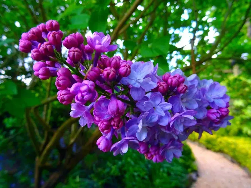 6. Spring-Blooming Ornamental Shrubs (Lilacs and Forsythia) (Image Credits: Pexels)