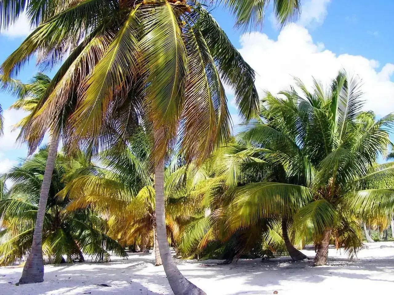 Dominica: The Nature Island That Lives Up to Its Name (Image Credits: Pixabay)