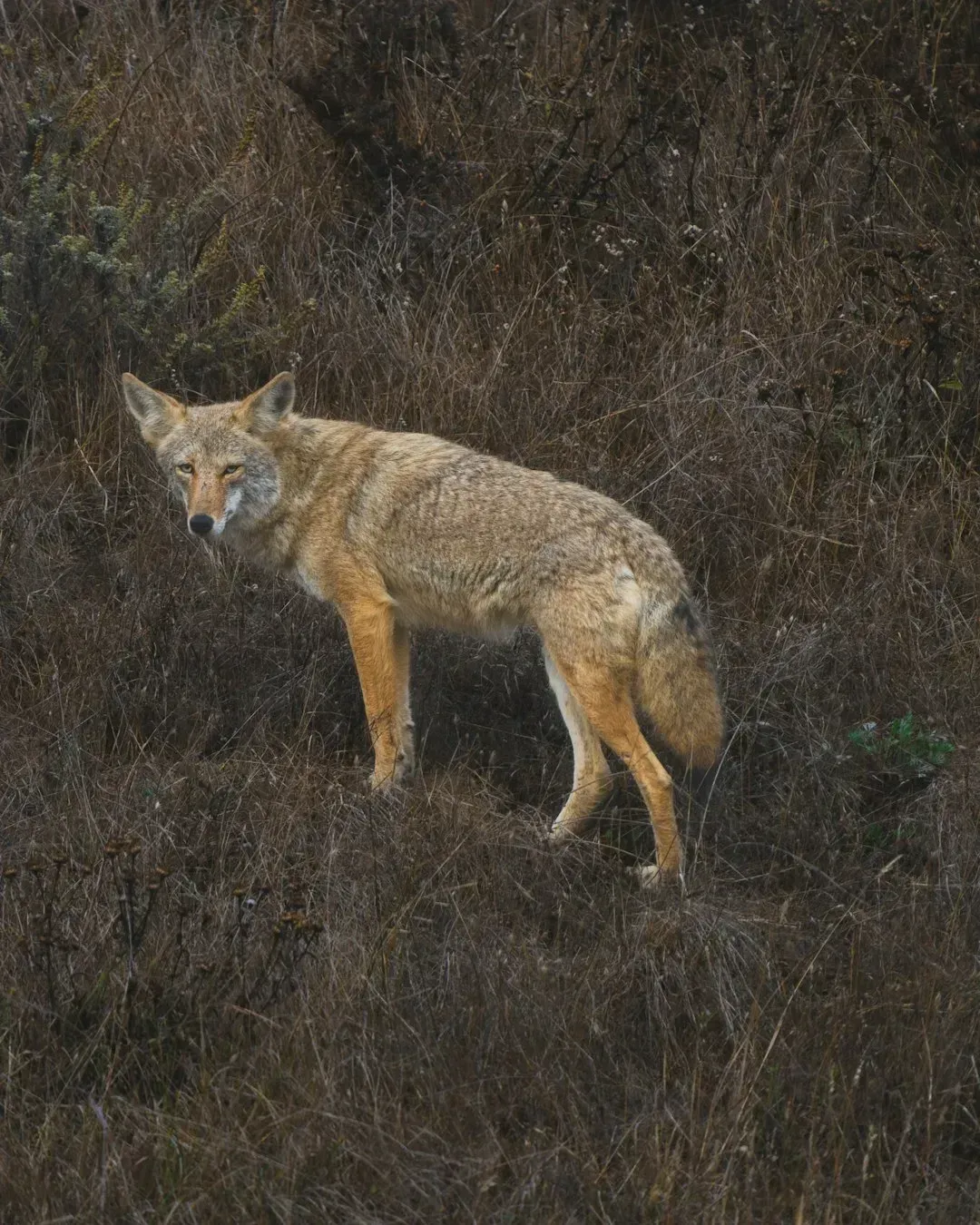 They're Not Quite Coyotes, Not Quite Wolves (Image Credits: Unsplash)