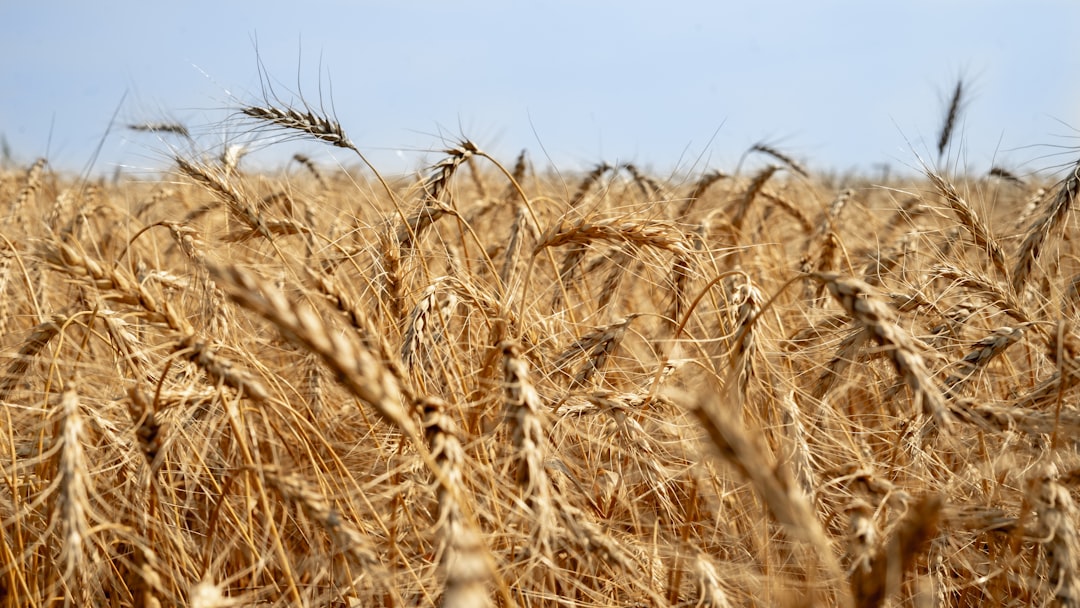 Africa's Wheat Import Crisis Deepens (Image Credits: Unsplash)