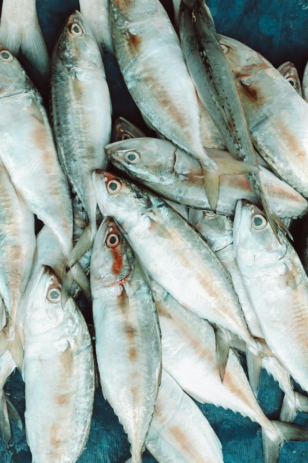 Seafood and Fish Build Up Histamine at Alarming Rates (Image Credits: Unsplash)
