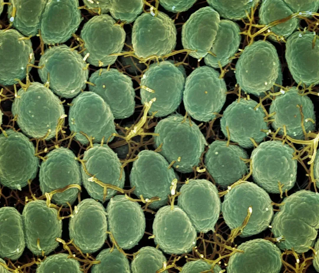 Your Body Is Made Of More Human Cells Than Microbes, But The Microbes Still Dominate In Other Ways (Image Credits: Unsplash)