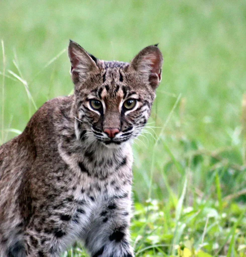 Bobcats Are Becoming Backyard Regulars (Image Credits: Flickr)