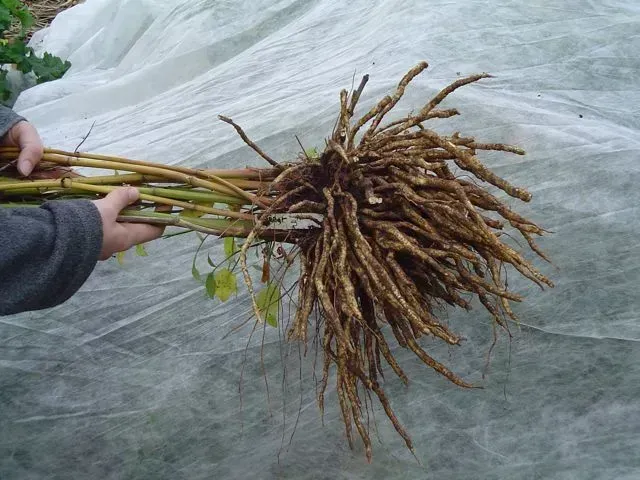 Skirret: The Sweet Root That Lost to the Potato (Image Credits: Wikimedia)