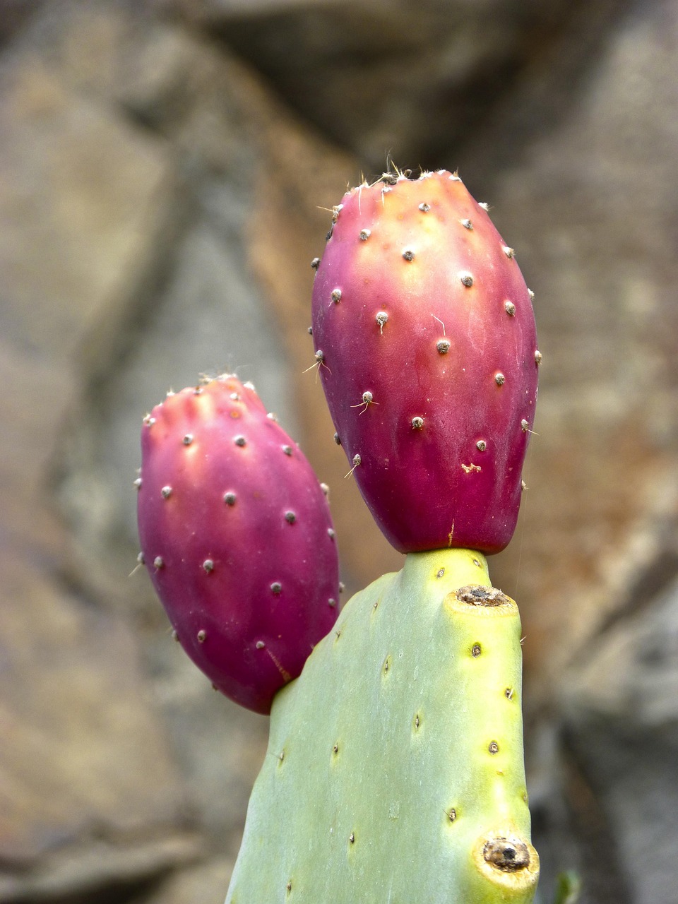 Prickly Pear Cactus from the Southwest (image credits: pixabay)