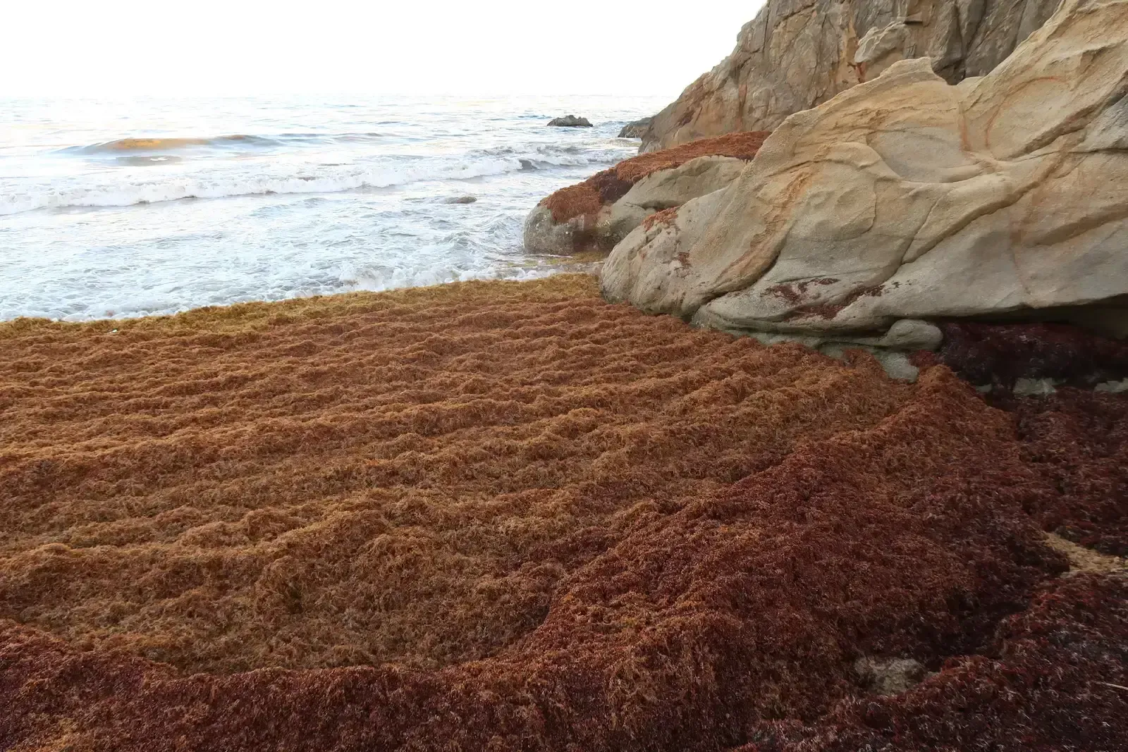 The Seaweed Problem Has Spiraled Beyond Seasonal Inconvenience (Image Credits: Wikimedia)
