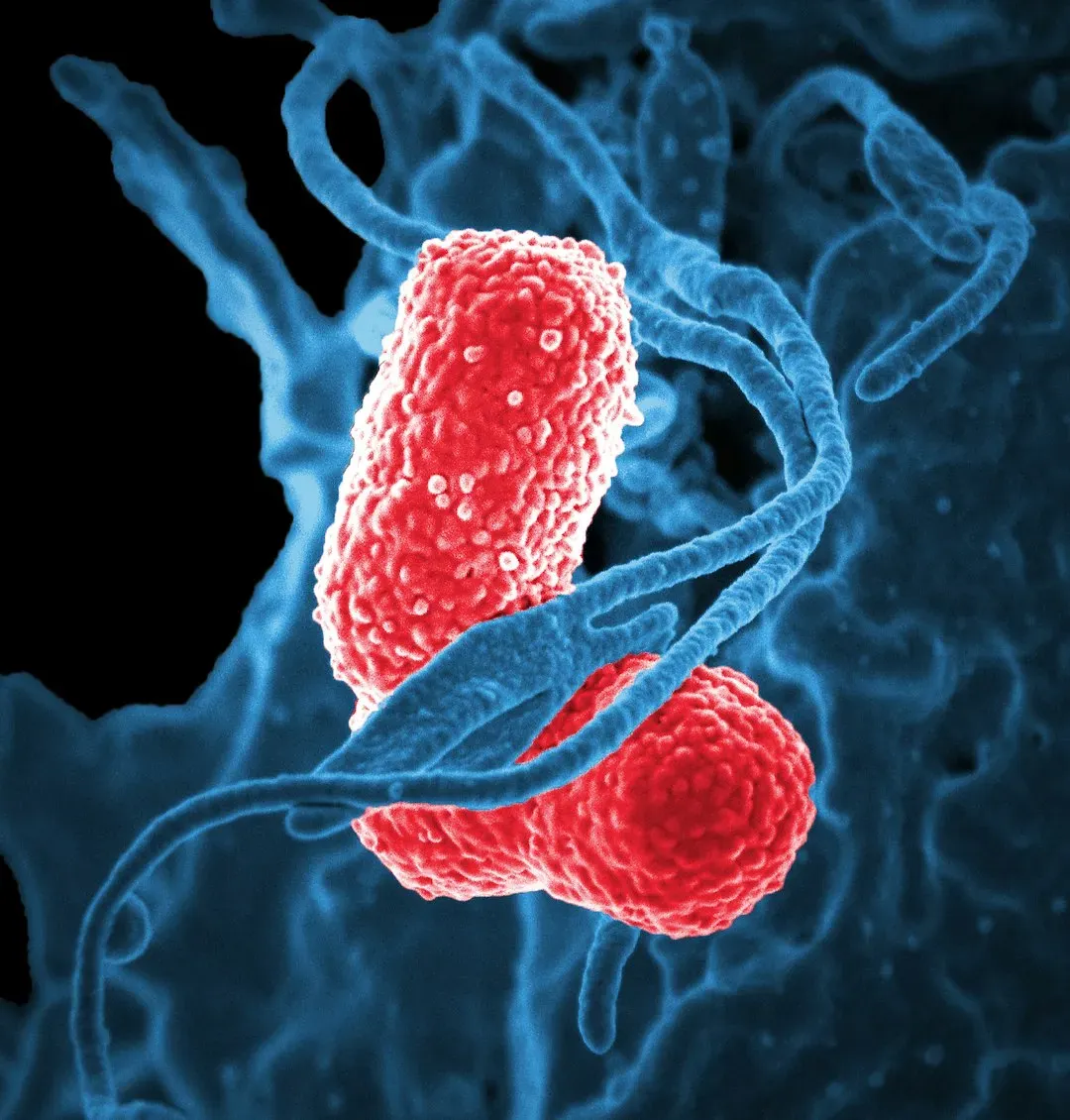 Bacteria Living in the Acidic Stomach (Image Credits: Unsplash)