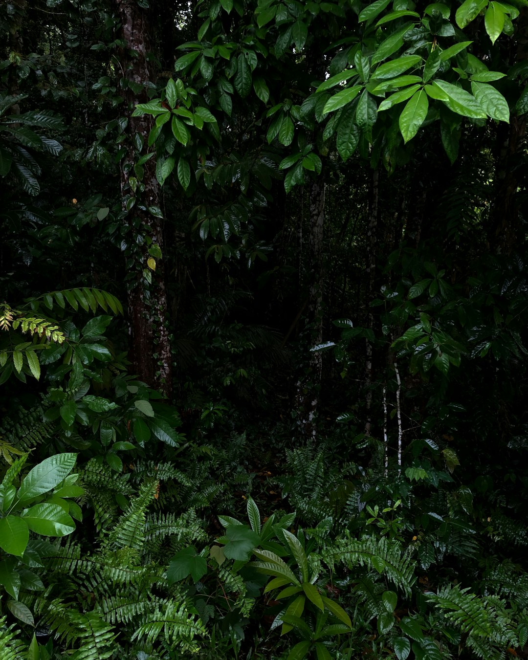 Papua New Guinea: One of Earth's Last Frontiers (Image Credits: Unsplash)