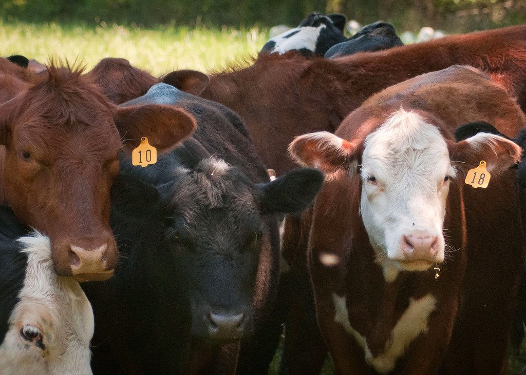 The Economics of Herd Rebuilding (Image Credits: Flickr)