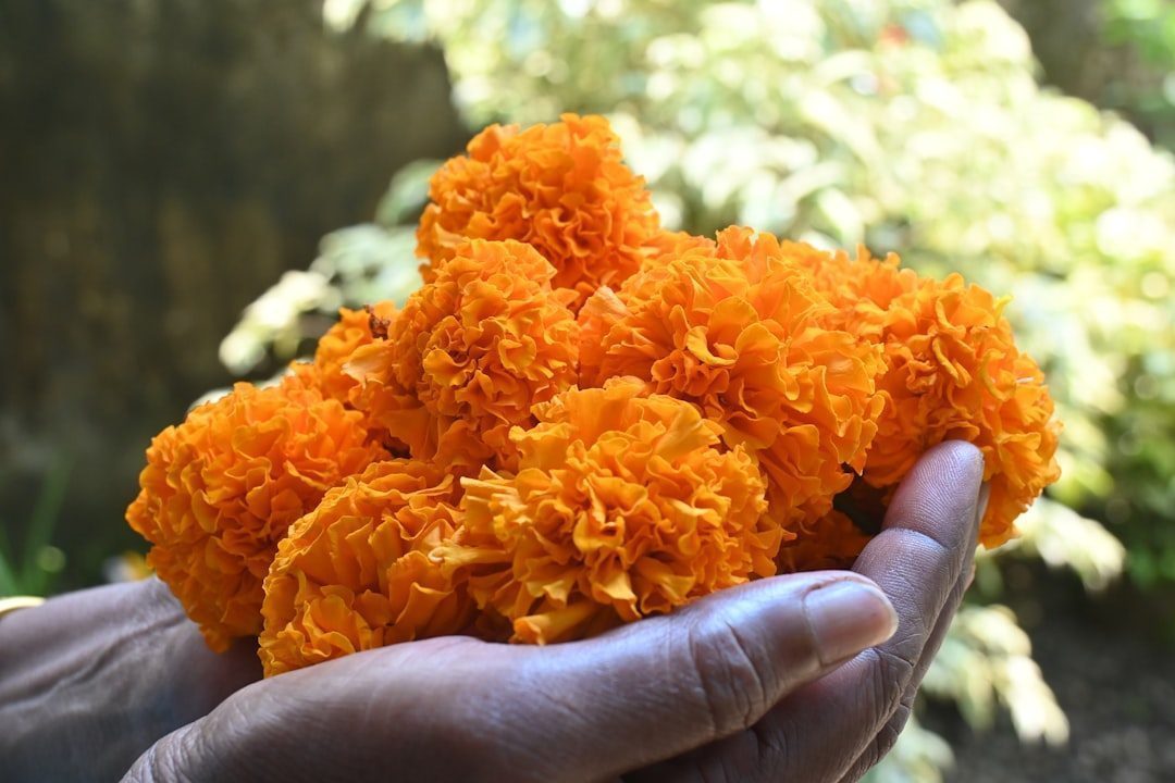 Panda Express Tests Spicy Orange Chicken Variation (Image Credits: Unsplash)