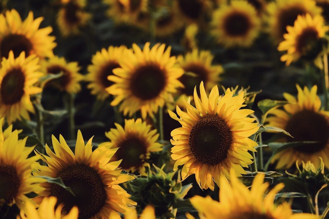 Ukraine and Russia Control Sunflower Oil Exports (Image Credits: Unsplash)