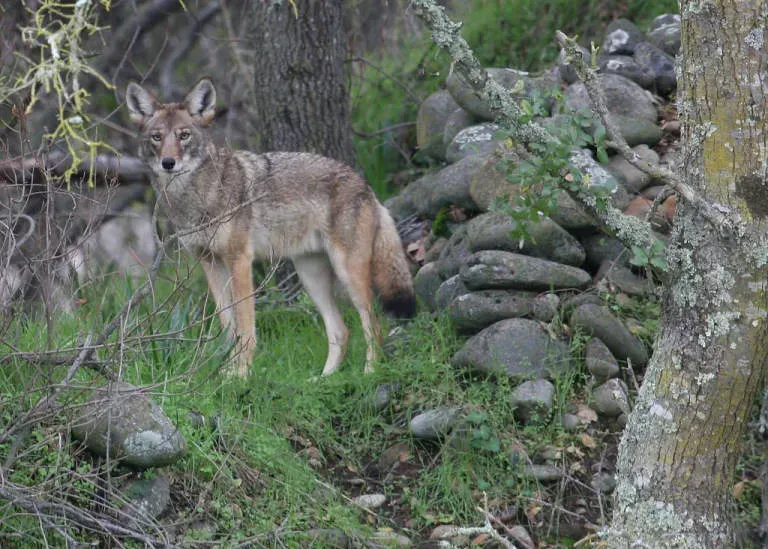 The Future of Coywolves on the East Coast (Image Credits: Flickr)