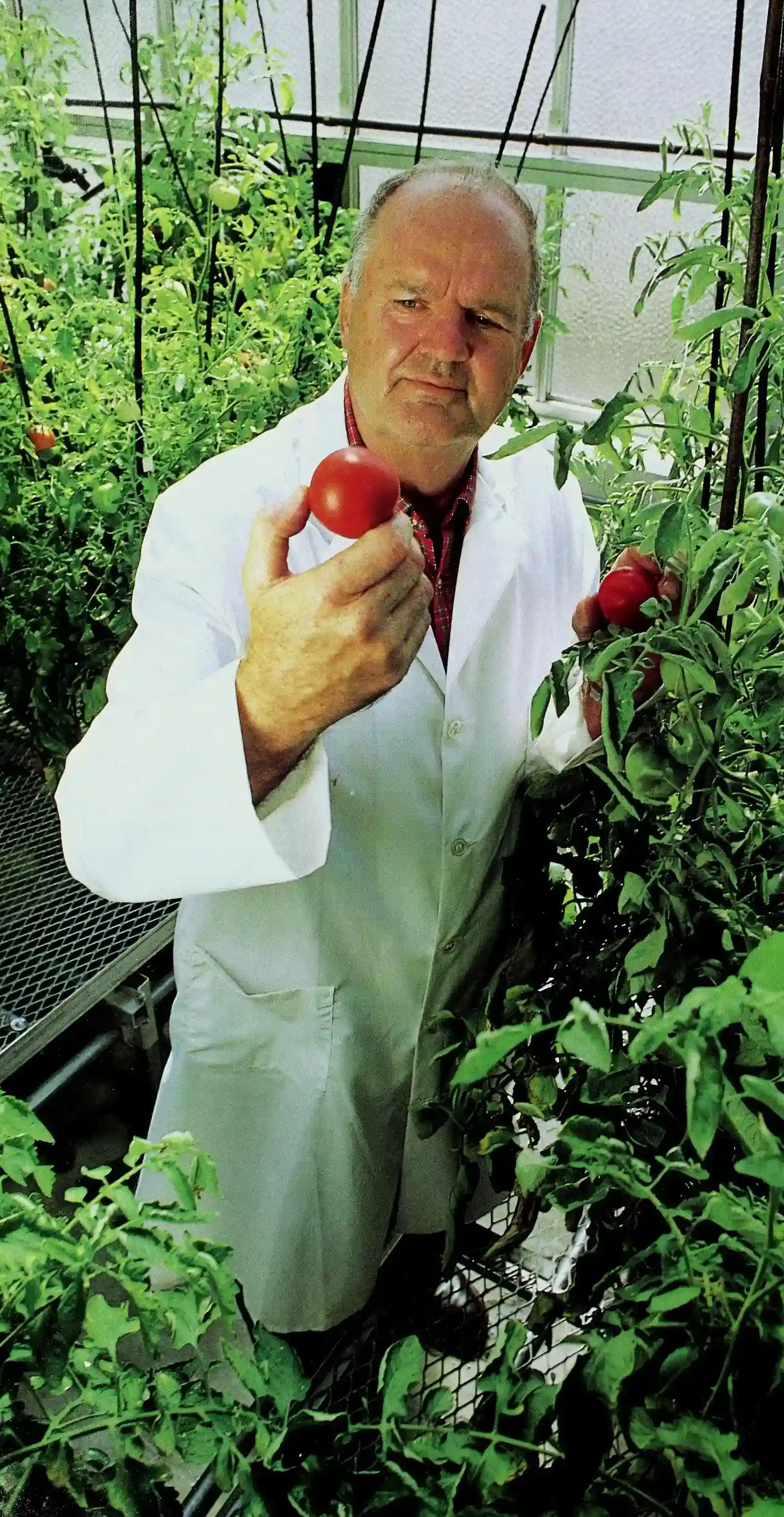Recent Breeding Programs Target Flavor Restoration (Image Credits: Wikimedia)
