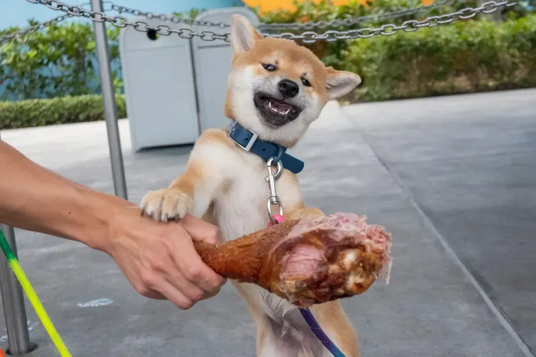 6. High-Fat Table Scraps and the Link to Pancreatitis (Image Credits: Unsplash)