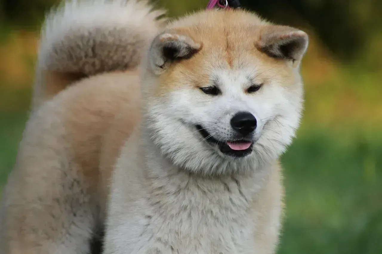 Akitas (Image Credits: Pixabay)