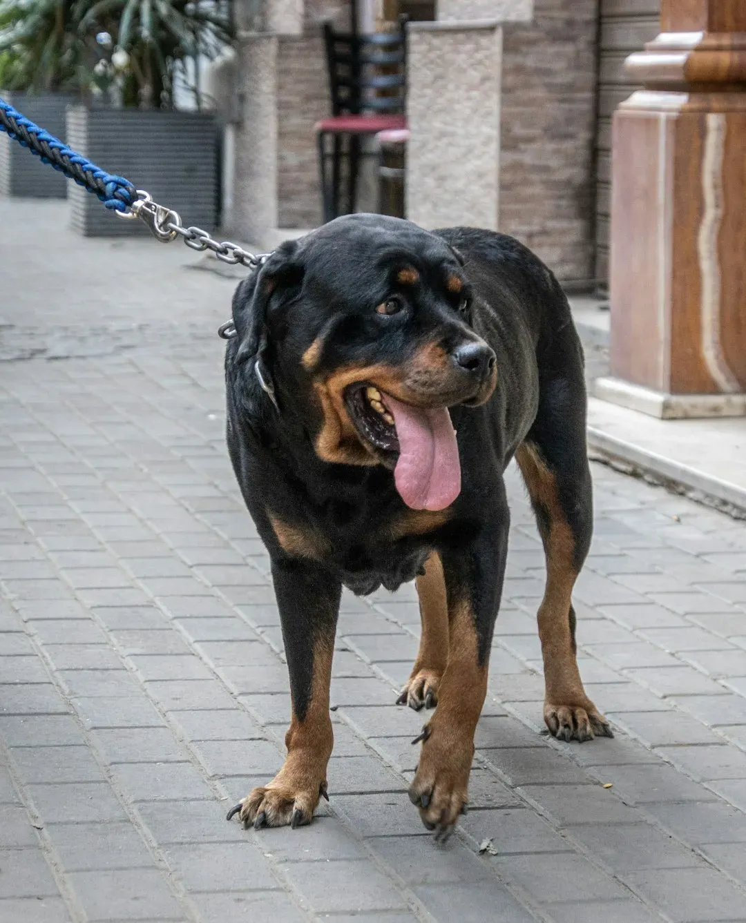 Rottweilers: Powerful Protectors With a Deadly Bite (Image Credits: Unsplash)