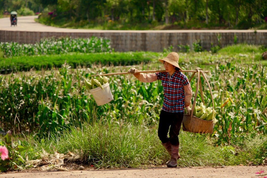 China's Agricultural Production Influences Global Markets (Image Credits: Unsplash)