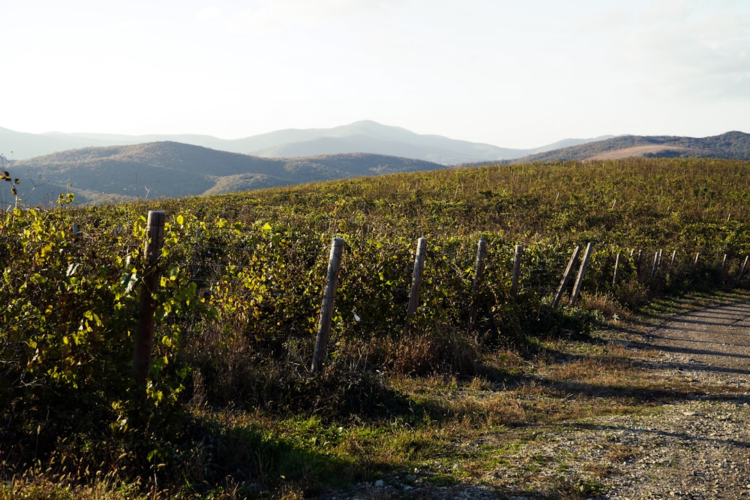 Monforte d'Alba: Wine Country's Best-Kept Secret (image credits: unsplash)