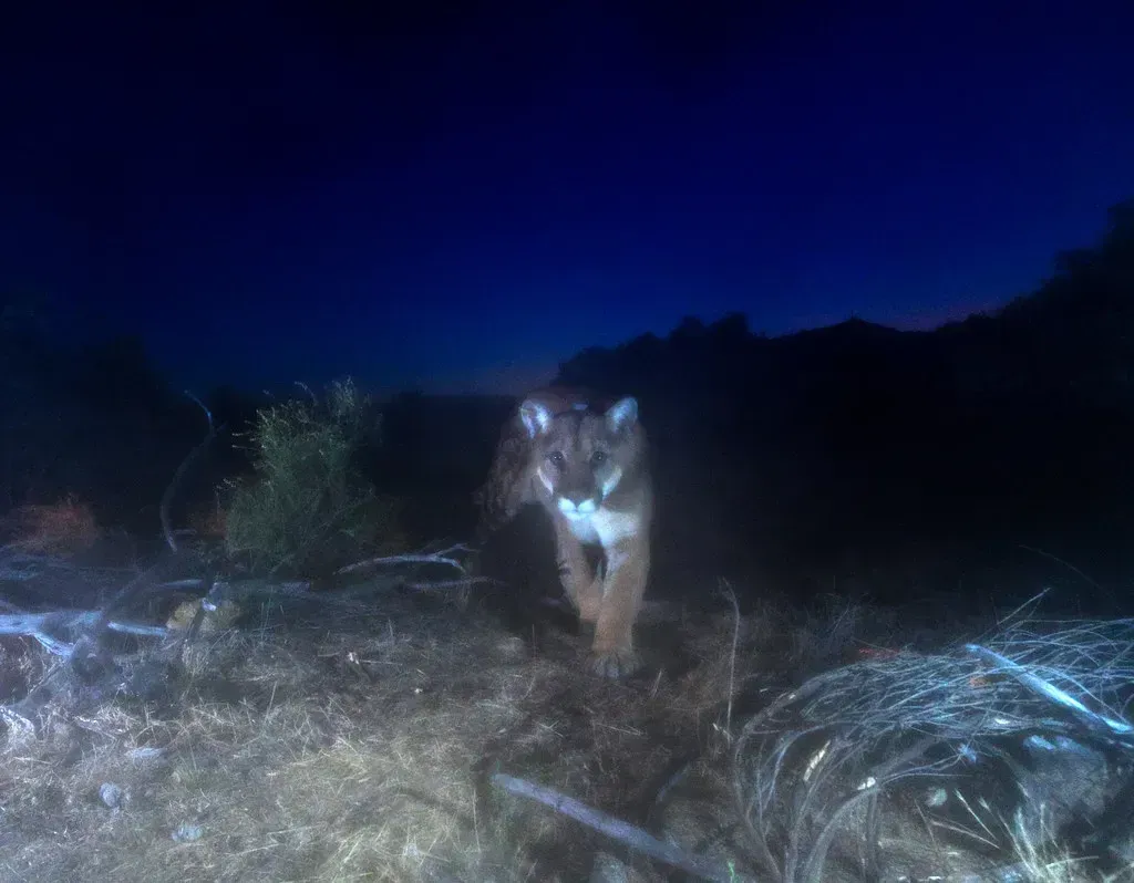 Trail Camera Evidence Proves What Neighbors Suspected (Image Credits: Flickr)