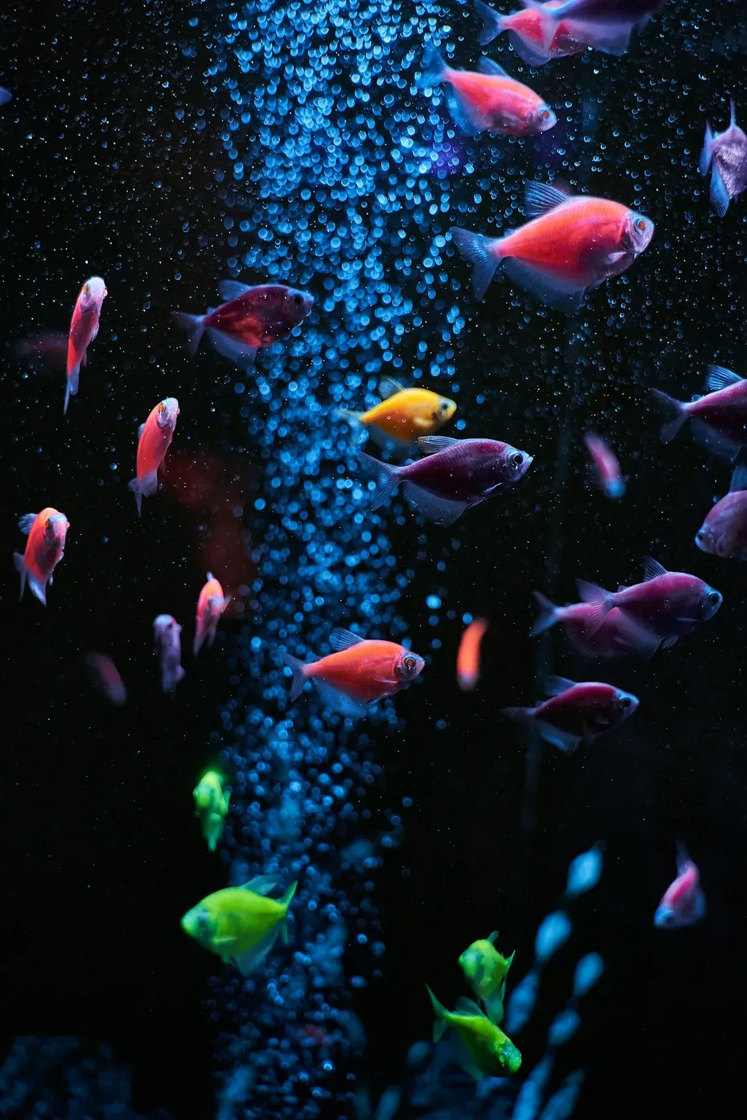 4. Fish - Surprisingly Therapeutic Aquatic Companions (Image Credits: Unsplash)