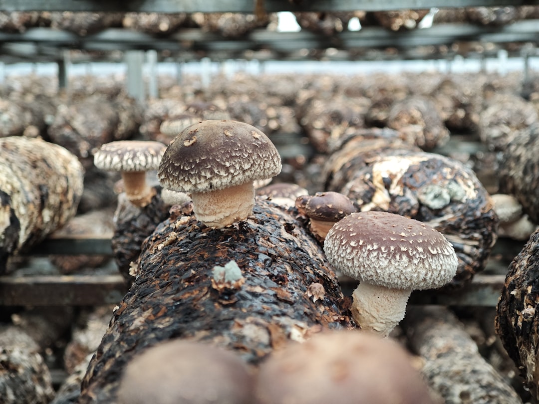 Mushrooms: Protein Breakdown and Digestive Issues (Image Credits: Unsplash)