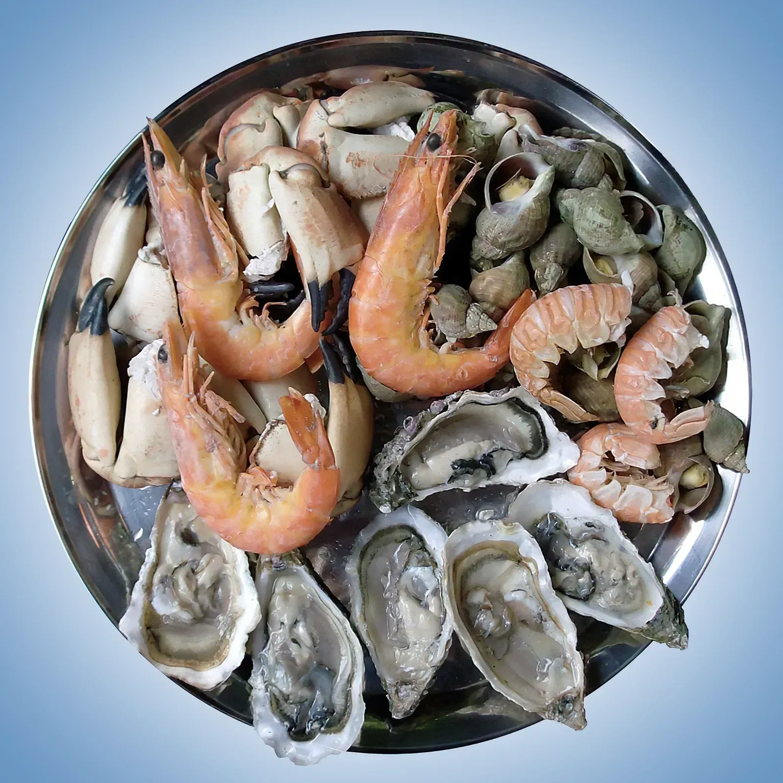 Mussels and Shellfish at the Wrong Places (Image Credits: Wikimedia)