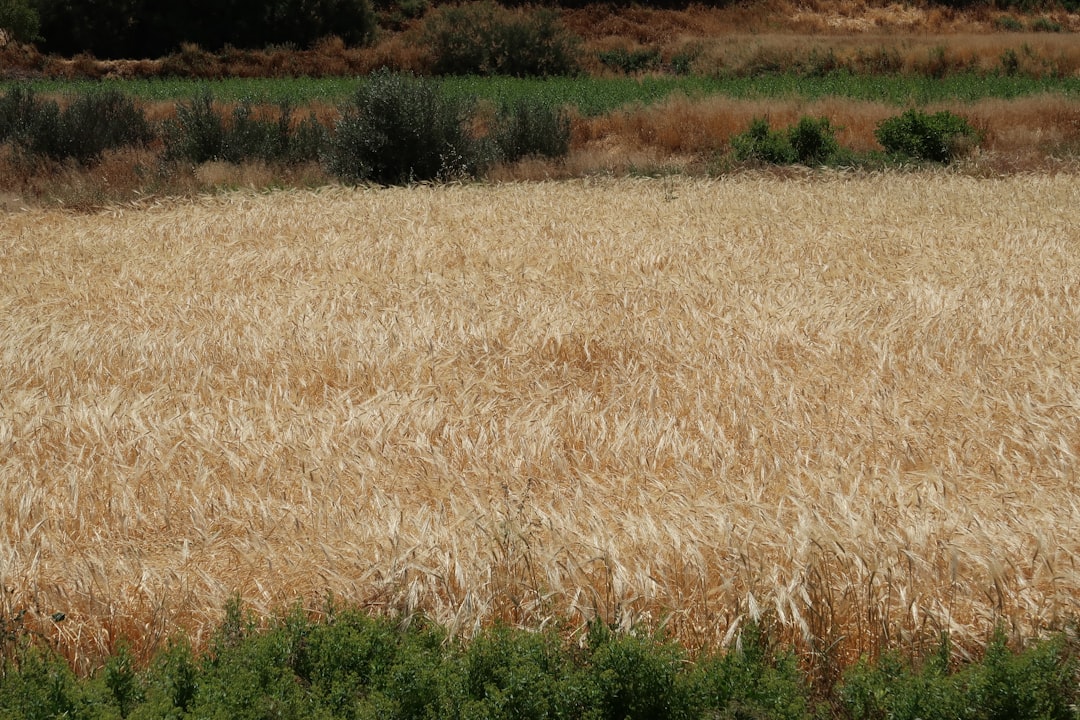Spain's Significant Wheat Import Investment (Image Credits: Unsplash)