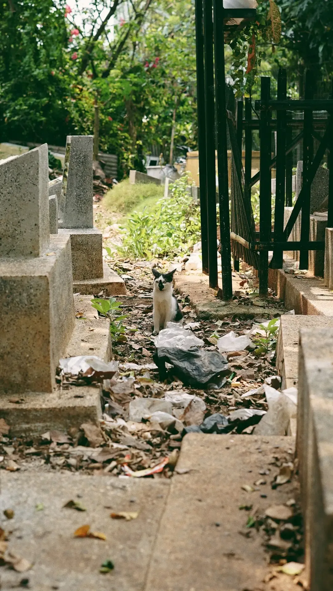Pet Remains in Many Jurisdictions (Image Credits: Unsplash)