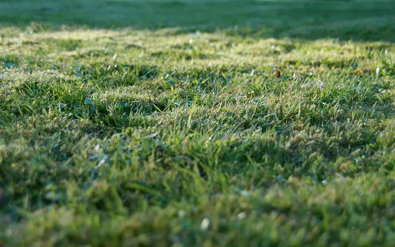 Neglecting Regular Lawn Maintenance (Image Credits: Pixabay)