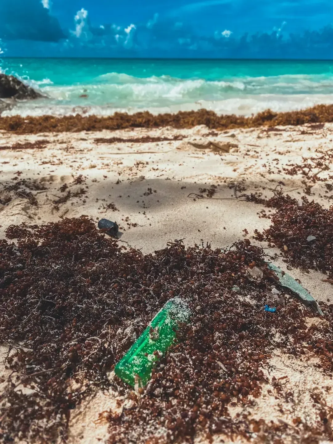 The Seaweed Invasion That Won't Go Away (Image Credits: Unsplash)