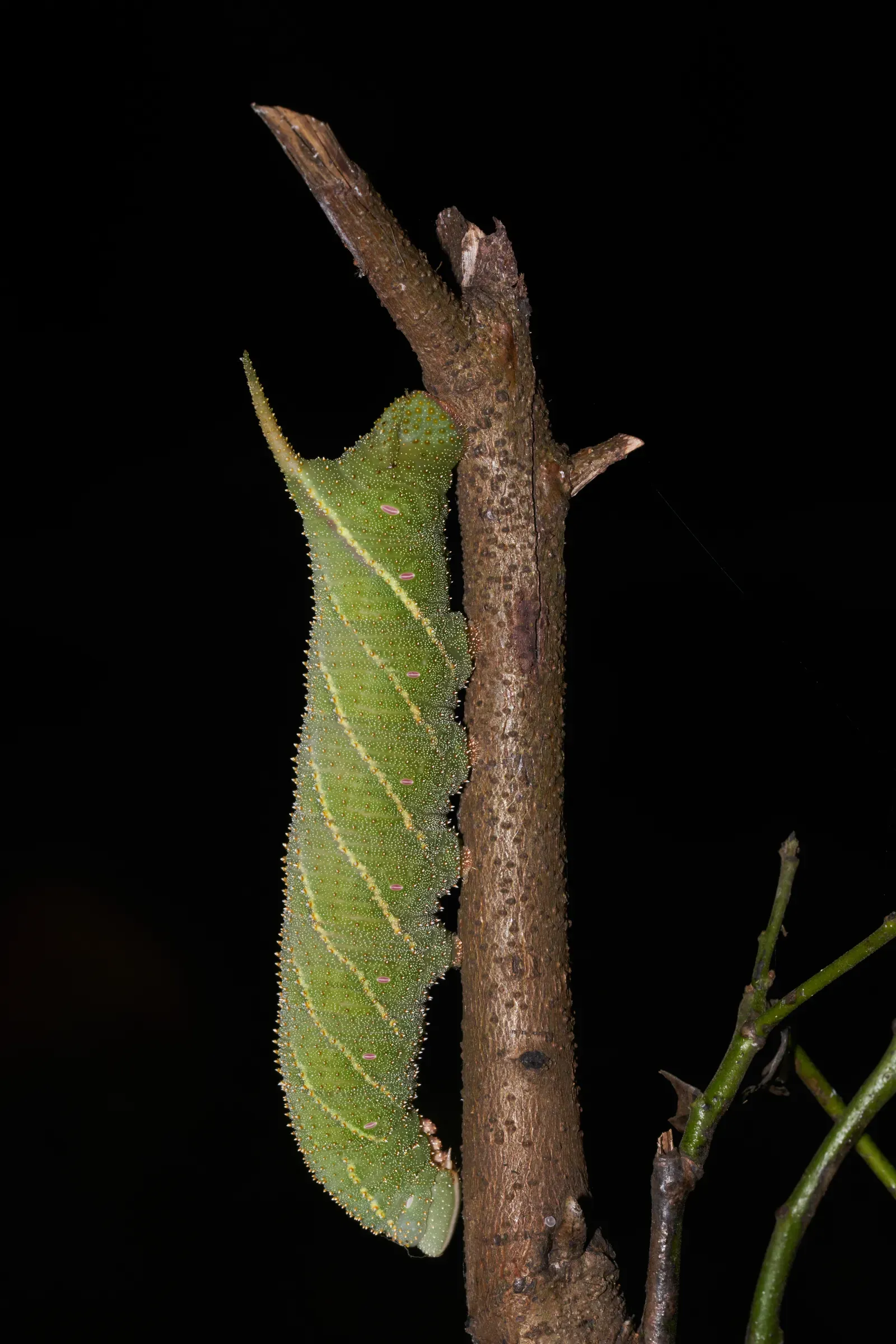 Their Liability Is Often Limited to the Inspection Fee (Image Credits: Wikimedia)
