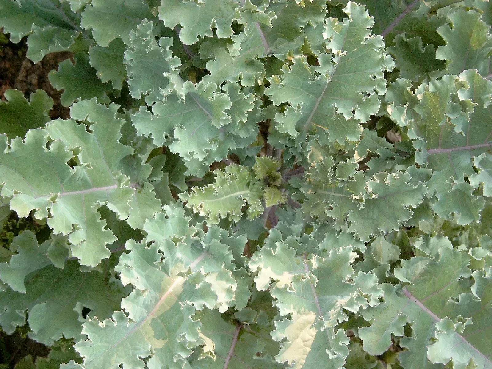 Kale and Chard Stems (Image Credits: Wikimedia)
