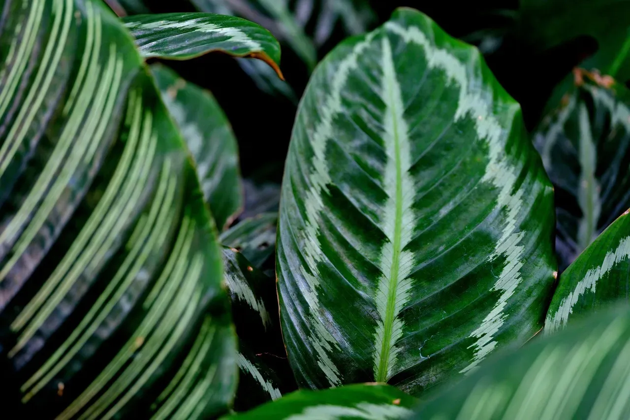 5. Calathea: The Dramatic Indoor Diva of Summer (Image Credits: Pixabay)