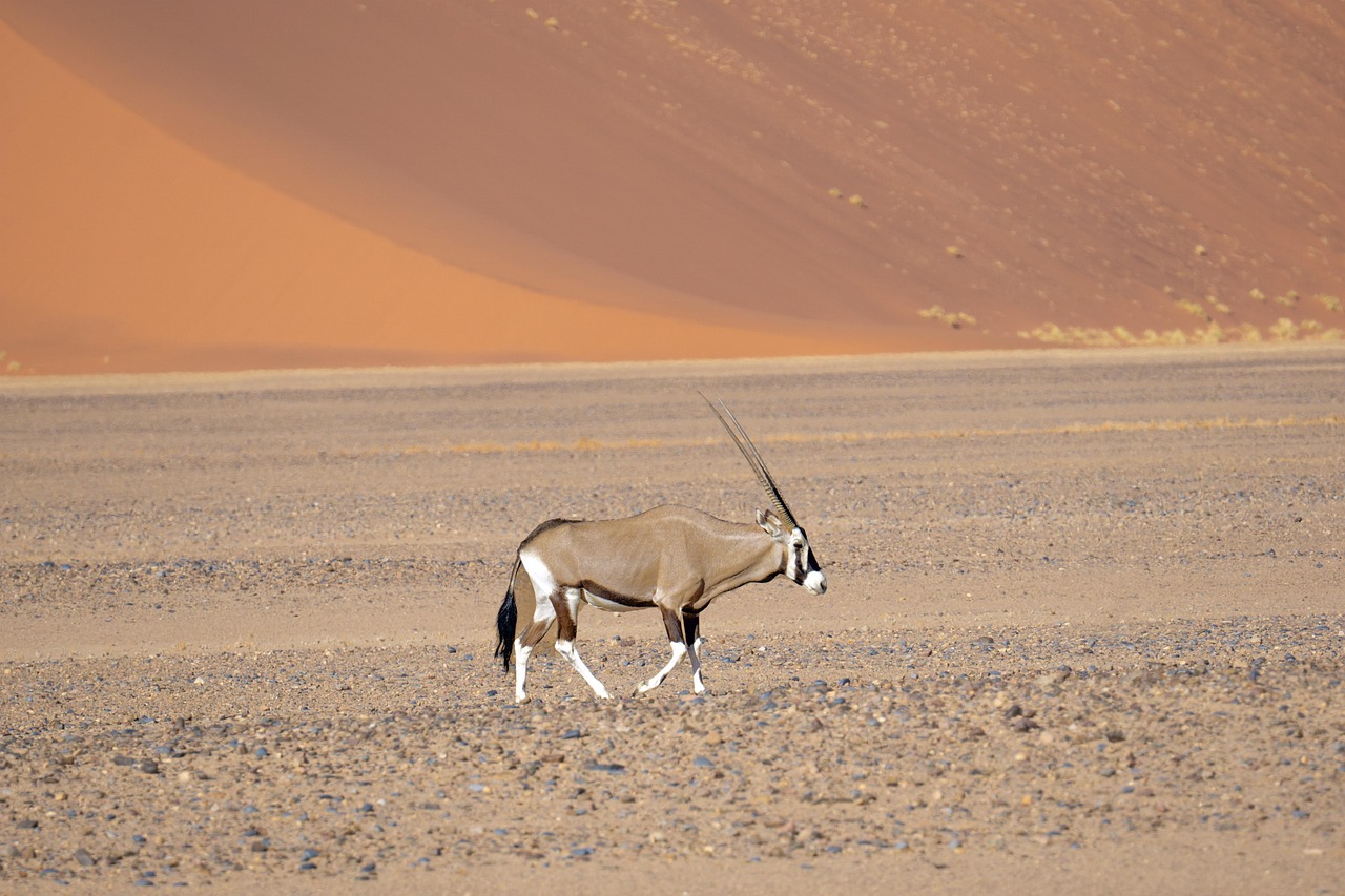 Namibia: Africa's Untouched Wilderness (Image Credits: Pixabay)