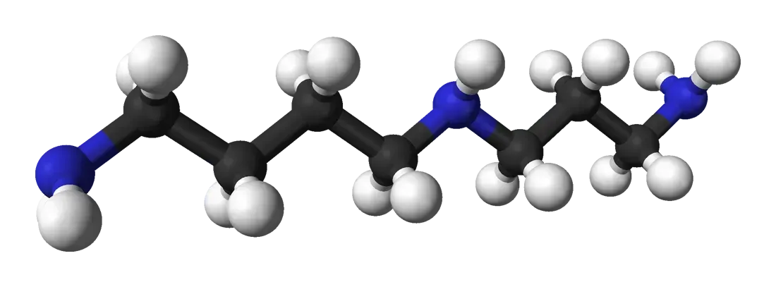 Spermidine Emerges as a Powerful Longevity Compound (Image Credits: By Ben Mills, Public domain, https://commons.wikimedia.org/w/index.php?curid=2472699)