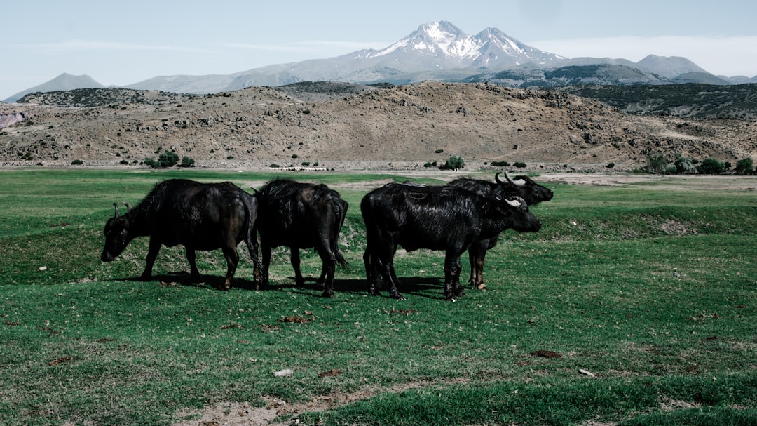 Argentina's Traditional Beef Excellence Faces Modern Challenges (image credits: unsplash)