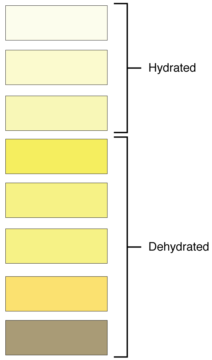 Signs Your Body Is Crying for Water (image credits: Anatomy & Physiology, Connexions Web site. http://cnx.org/content/col11496/1.6/, Jun 19, 2013., CC BY 3.0, https://commons.wikimedia.org/w/index.php?curid=30148521)