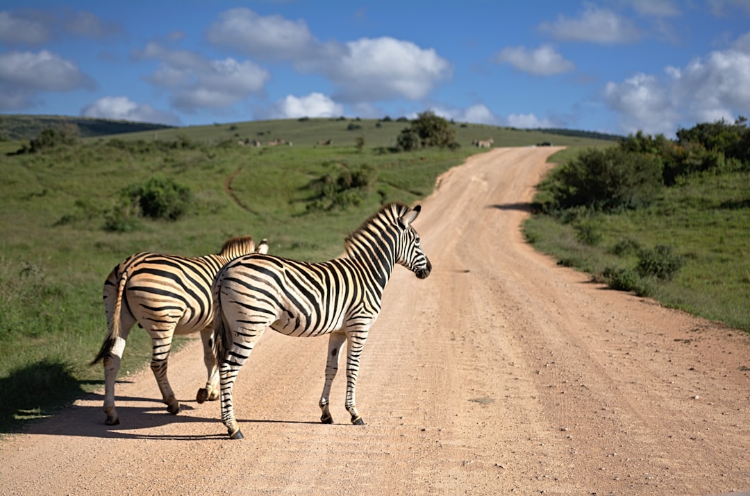 South Africa - Safari Risks and Urban Crime (image credits: unsplash)