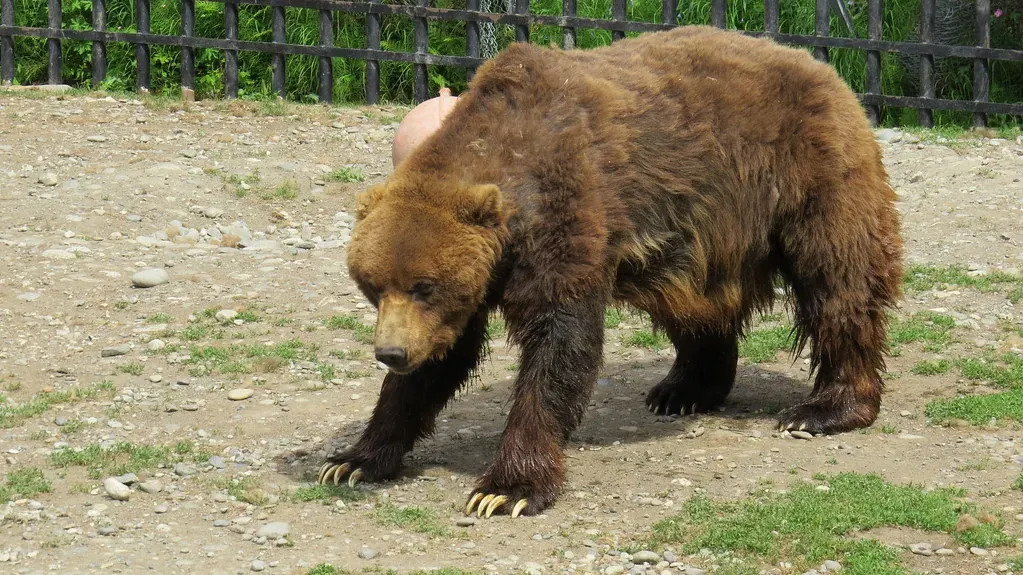 7. Katmai National Park and Preserve, Alaska - 36,230 Visits in 2024 (Accretion Disc, Flickr, CC BY 2.0)
