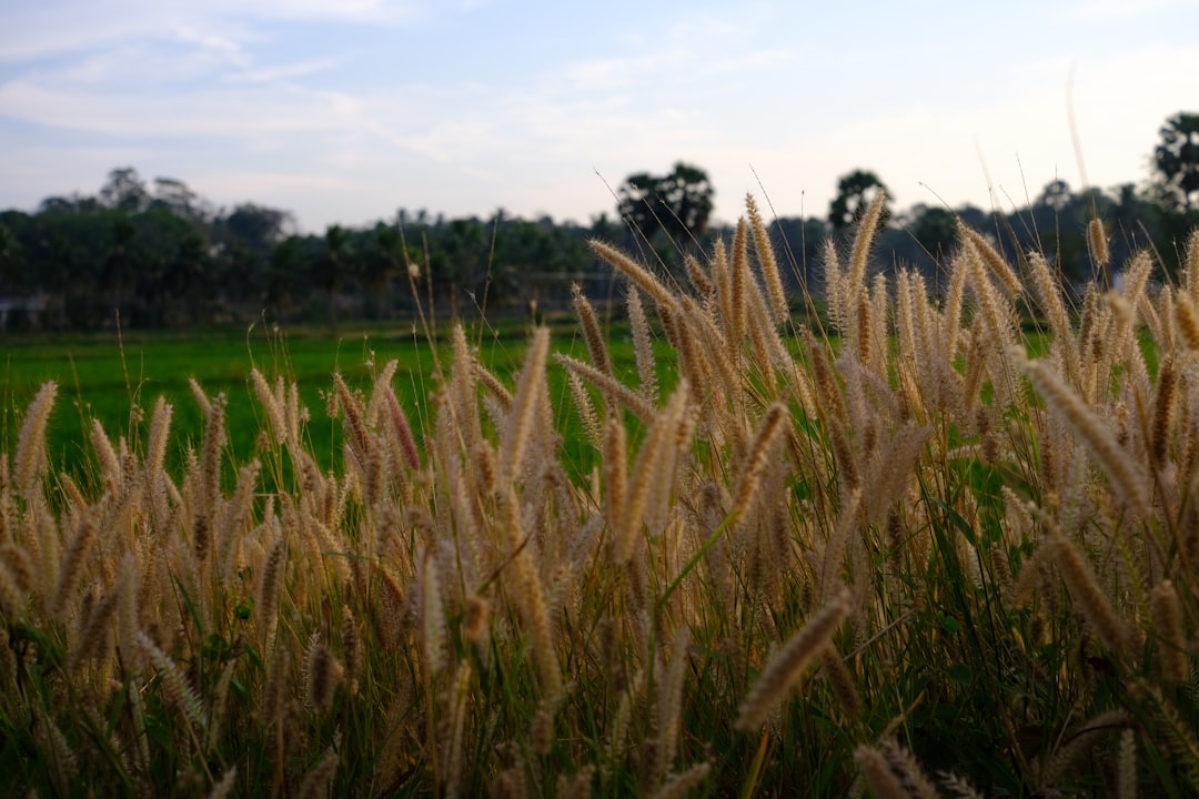 Indonesia Leading the Pack with Record Breaking Imports (Image Credits: Unsplash)