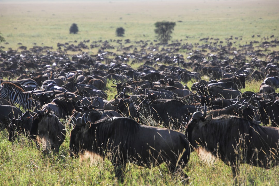 Serengeti National Park, Tanzania (Image Credits: Unsplash)