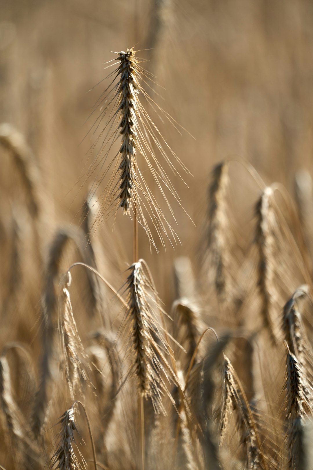 Brazil's Growing Wheat Import Market (Image Credits: Unsplash)